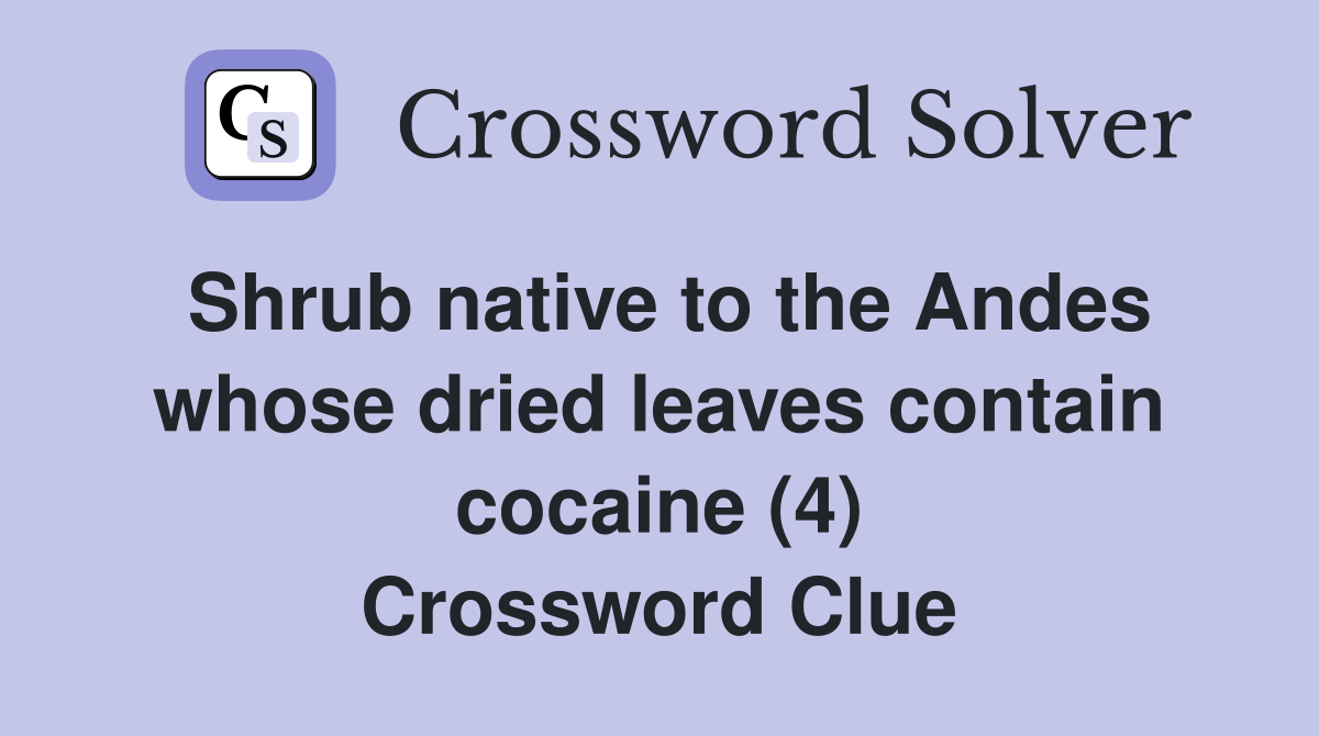 Shrub native to the Andes whose dried leaves contain cocaine (4